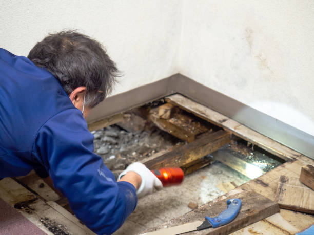 Best Kitchen Mold Remediation in Round Lake Park, IL