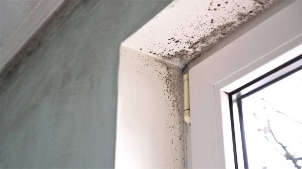 Best Basement Mold Remediation in Round Lake Park, IL