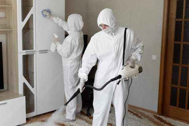 Best White Mold Remediation in Round Lake Park, IL