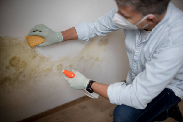 Best Insurance-Related Mold Remediation in Round Lake Park, IL