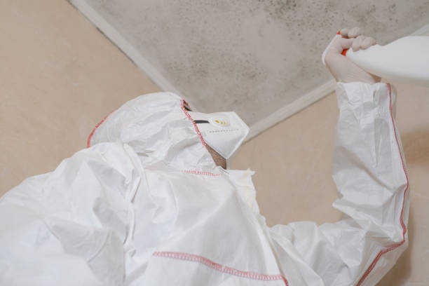 Best Residential Mold Remediation in Round Lake Park, IL