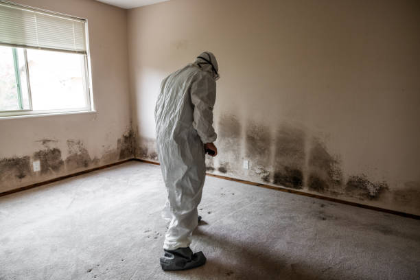 Best Mold Testing and Inspection Services in Round Lake Park, IL