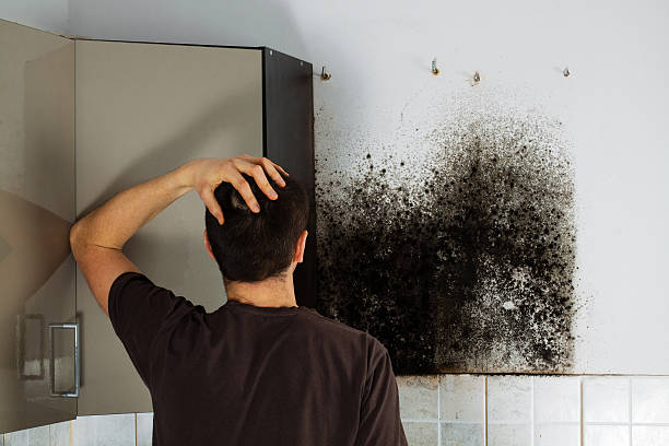 Best Bathroom Mold Remediation in Round Lake Park, IL