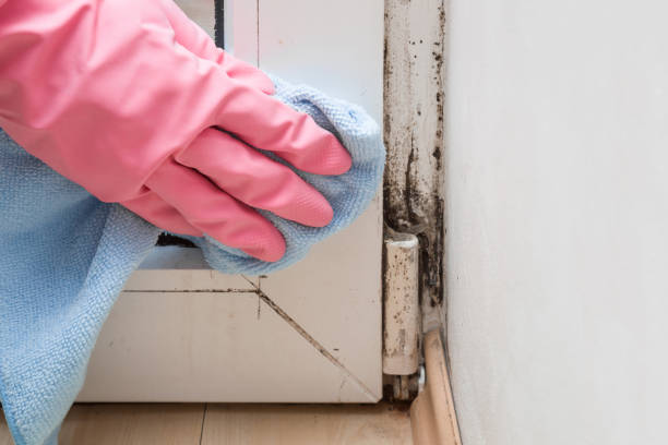 Best Emergency Mold Remediation in Round Lake Park, IL