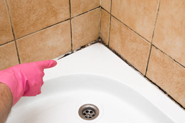 Best Post-Flood Mold Remediation in Round Lake Park, IL